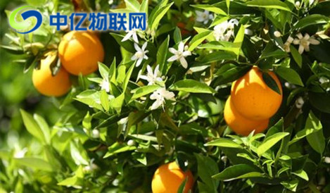 智能榨汁機物聯網卡優勢在哪？為什么這么方便？